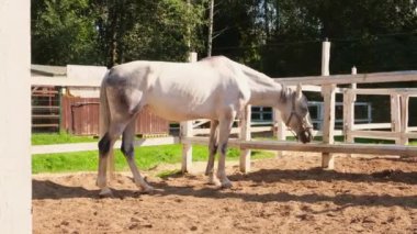 Yarış konsepti. Modern hayvan çiftliği. Beyaz atlı aygırlar antrenman alanında dinleniyor, çiftlik arka planında. Dışarıda çayırda bir at var. Doğal ekolojik çiftlikteki at