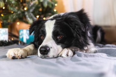 Evdeki Noel ağacının yanında duran hediye kutusuyla ve çözülmüş çelenk ışıklarıyla şirin köpek yavrusu Colie 'nin komik portresi. Tatil için hazırlık. Mutlu Noeller konsepti.