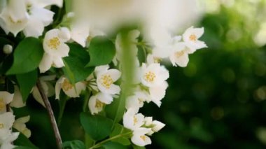 Baharda güzel yasemin çiçekleri açar. Yasemin çalılarının çiçek açtığı bir arka plan. İlham verici doğal bahar çiçekleri çiçek açan bahçe ya da park. Çiçek sanat tasarımı. Aromaterapi kavramı