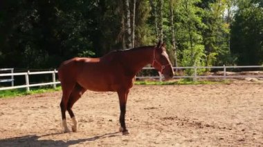 Yarış konsepti. Modern hayvan çiftliği. Kahverengi aygırlar ahırda ağılda dinleniyor, çiftlik arka planında. Dışarıda çayırda bir at var. Doğal ekolojik çiftlikteki at