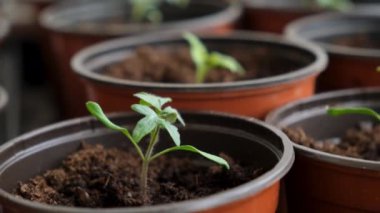 Evdeki pencere pervazında saksıda domates fideleri. Bir sürü küçük yeşil bitki saksılarda yetişiyor. Serada bebek bitkileri ekiliyor. Bahçıvanlık, çiftçilik, tarım fideleri. Bahar bahçesi işi.