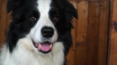 Köpek yavrusu sınır köpeğinin komik portresi. Evde oynayan sevimli bir evcil köpek. Hayvan yaşam konsepti