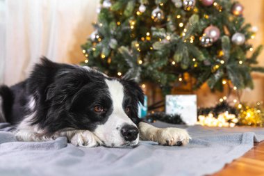Evdeki Noel ağacının yanında duran hediye kutusuyla ve çözülmüş çelenk ışıklarıyla şirin köpek yavrusu Colie 'nin komik portresi. Tatil için hazırlık. Mutlu Noeller konsepti.