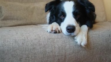 Şirin köpek yavrusu sınır köpeği Collie evde kanepede yatıp komik suratıyla oynuyor. Evcil köpek rahat bir kanepede uyumaya hazır. Hayvan bakımı ve hayvan bakımı konsepti. Komik duygusal köpek.