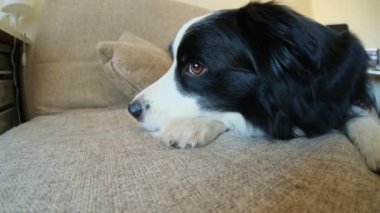 Şirin köpek yavrusu sınır köpeği Collie evde kanepede yatıp komik suratıyla oynuyor. Evcil köpek rahat bir kanepede uyumaya hazır. Hayvan bakımı ve hayvan bakımı konsepti. Komik duygusal köpek.