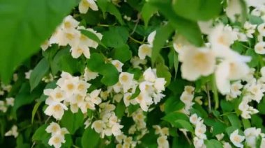 Baharda güzel yasemin çiçekleri açar. Yasemin çalılarının çiçek açtığı bir arka plan. İlham verici doğal bahar çiçekleri çiçek açan bahçe ya da park. Çiçek sanat tasarımı. Aromaterapi kavramı