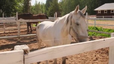 Yarış konsepti. Modern hayvan çiftliği. Beyaz atlı aygırlar antrenman alanında dinleniyor, çiftlik arka planında. Dışarıda çayırda bir at var. Doğal ekolojik çiftlikteki at
