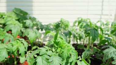 Evdeki pencere pervazında saksıda domates fideleri. Bir sürü küçük yeşil bitki saksılarda yetişiyor. Serada bebek bitkileri ekiliyor. Bahçıvanlık, çiftçilik, tarım fideleri. Bahar bahçesi işi.