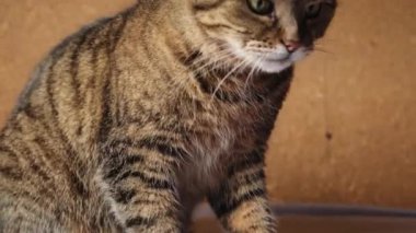 Koyu kahverengi arka planda poz veren kibirli kısa saçlı tekir kedi. Evde dinlenen küçük kedi yavrusu. Hayvan bakımı ve hayvan hayatı konsepti