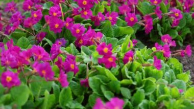 Paskalya konsepti. Bahar zamanı çiçek tarhında sarı ve pembe çiçekli Primula. İlham verici doğal çiçek baharı ya da çiçek açan yaz bahçesi ya da park. Merhaba bahar.