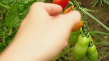 Bahçecilik ve tarım konsepti. Kadın çiftlik işçisi el taze olgun organik domates toplama. Sera ürünleri. Bitkisel gıda üretimi. Serada domates yetiştiriciliği