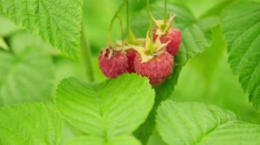 Ahududu bitkisinin endüstriyel yetiştirilmesi. Yaz bahçesinde yetişen olgun kırmızı meyveli ahududu. Ahududu meyvesi. Çiftlikte böğürtlen yetiştirmek doğaldır. Çevresel sağlıklı organik gıda konsepti