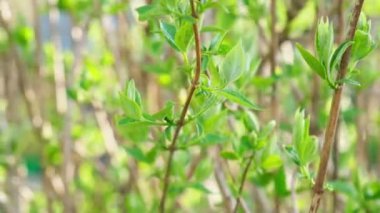 Merhaba bahar. İlk bahar manzarasını kapat. Nazik yapraklar, tomurcuk ve dallar bahçede ya da parkta bulanık arkaplanda güneşte parlıyor. Doğal yeşil bitkiler ekoloji konsepti. İlk bahar yapraklı dal
