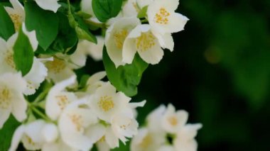 Baharda güzel yasemin çiçekleri açar. Yasemin çalılarının çiçek açtığı bir arka plan. İlham verici doğal bahar çiçekleri çiçek açan bahçe ya da park. Çiçek sanat tasarımı. Aromaterapi kavramı