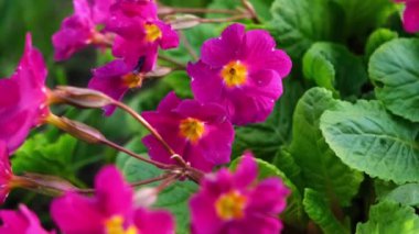 Paskalya konsepti. Primrose Primula, bahar zamanı çiçek tarhında pembe çiçeklerle. İlham verici doğal çiçek baharı ya da çiçek açan yaz bahçesi ya da park. Merhaba bahar.