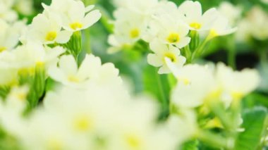 Paskalya konsepti. Bahar zamanı çiçek tarhında sarı çiçekli Primula. İlham verici doğal çiçek baharı ya da çiçek açan yaz bahçesi ya da park. Merhaba bahar.