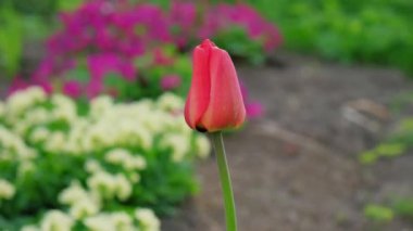 Merhaba bahar. Çiçek tarhında kırmızı lale çiçeği. Bahçedeki taze bahar çiçeklerinin makrosunu kapat. İlham verici yumuşak çiçekli manzara, seçici odak