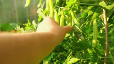 Bahçıvanlık ve tarım kavramı. Kadın çiftlik işçisi el, bahçedeki dalda taze taze taze organik bezelye topluyor. Vejetaryen ev yapımı gıda üretimi. Bezelye kabuğu toplayan kadın