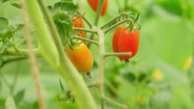 Bahçıvanlık ve tarım kavramı. Serada yetişen taze organik kırmızı domatesler. Sera ürünleri. Sebzeli vejetaryen ev yapımı gıda üretimi