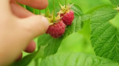 Ahududu bitkisinin endüstriyel yetiştirilmesi. Çiftlik işçisi kadın, olgun kırmızı meyve ahududu topluyor. Bahçedeki çiftlikte ahududu meyvesi yetişiyor. Çevresel sağlıklı organik gıda konsepti