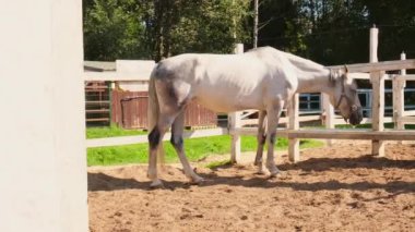 Yarış konsepti. Modern hayvan çiftliği. Beyaz atlı aygırlar antrenman alanında dinleniyor, çiftlik arka planında. Dışarıda çayırda bir at var. Doğal ekolojik çiftlikteki at