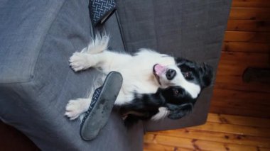 Evdeki kanepede terlik ısırdıktan sonra yaramaz yavru köpek sınır köpeği çoban köpeği. Suçlu köpek ve yıkılmış oturma odası. Dağınık ev ve komik suçlu bakışlı köpek yavrusu.