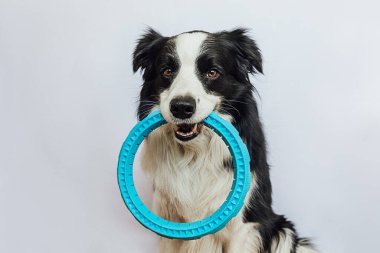 Hayvan aktivitesi. Komik köpek yavrusu sınır köpeği Collie, beyaz arka planda izole edilmiş mavi çekiç yüzüklü oyuncak tutuyor. Safkan evcil köpek sahibi ile oynamak istiyor. Evcil hayvan sevgisi arkadaşlık konsepti