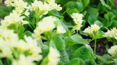 Paskalya konsepti. Bahar zamanı çiçek tarhında sarı çiçekli Primula. İlham verici doğal çiçek baharı ya da çiçek açan yaz bahçesi ya da park. Merhaba bahar.