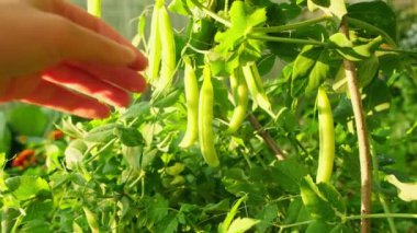 Bahçıvanlık ve tarım kavramı. Kadın çiftlik işçisi el, bahçedeki dalda taze taze taze organik bezelye topluyor. Vejetaryen ev yapımı gıda üretimi. Bezelye kabuğu toplayan kadın