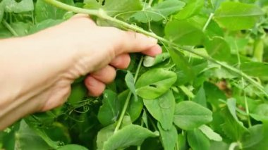 Bahçıvanlık ve tarım kavramı. Kadın çiftlik işçisi el, bahçedeki dalda taze taze taze organik bezelye topluyor. Vejetaryen ev yapımı gıda üretimi. Bezelye kabuğu toplayan kadın