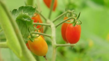 Bahçıvanlık ve tarım kavramı. Serada yetişen taze organik kırmızı domatesler. Sera ürünleri. Sebzeli vejetaryen ev yapımı gıda üretimi