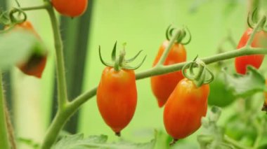 Bahçıvanlık ve tarım kavramı. Serada yetişen taze organik kırmızı domatesler. Sera ürünleri. Sebzeli vejetaryen ev yapımı gıda üretimi