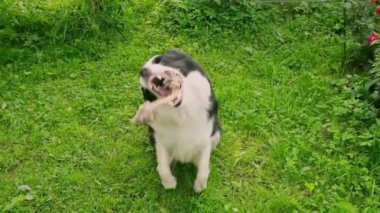 Hayvan aktivitesi. Köpek yavrusu sınırından atlayan çoban köpeği dışarıda oyuncak halat yakalamaya çalışıyor. Sahibi tanınmayan, evcil köpekle oynayan, parkta yürüyen. Süper yavaş çekim köpek atlayışı