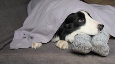 Kışın yün çoraplı köpek ve kadın ayakları ekose battaniyenin altında kanepede. Kadın ve evcil köpek evde dinleniyor ve ısınıyor. Kış tatili soğuk havayı körükler. Atmosferik anlar yaşam tarzı