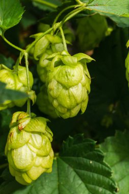 Çiftçilik ve tarım kavramı. Bira ve ekmek yapmak için taze taze taze organik zıplama konileri, yakın çekim. Üretim için taze şerbetçiotu. Bahçede ya da çiftlikte büyüyen zıplama bitkisi
