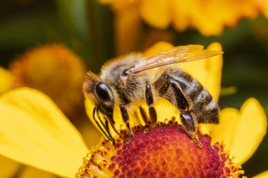 Sarı polenle kaplanmış bal arısı nektar içer, tozlaşan çiçek. İlham verici doğal çiçek baharı ya da çiçek açan bahçe arka planı. Böceklerin hayatı. Ekstrem makro Seçici odaklanmayı kapat
