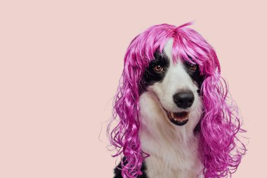 Pet dog border collie wearing colorful curly lilac wig isolated on pink background. Funny puppy in pink wig in carnival or halloween party. Emotional pet muzzle. Grooming barber hairdresser concept