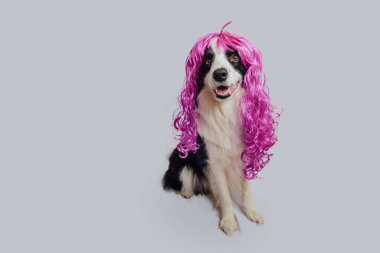 Pet dog border collie wearing colorful curly lilac wig isolated on white background. Funny puppy in pink wig in carnival or halloween party. Emotional pet muzzle. Grooming barber hairdresser concept