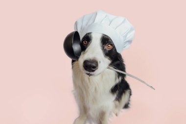 Funny puppy dog border collie in chef cooking hat holding kitchen spoon ladle in mouth isolated on pink background. Chef dog cooking dinner. Homemade food restaurant menu concept. Cooking process clipart