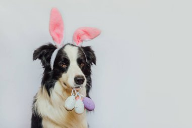 Happy Easter concept. Preparation for holiday. Cute puppy dog border collie wearing bunny ears holding Easter colorful eggs in mouth isolated on white background. Spring greeting card