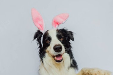 Happy Easter concept. Preparation for holiday. Cute funny puppy dog border collie wearing Easter bunny ears isolated on white background. Spring greeting card
