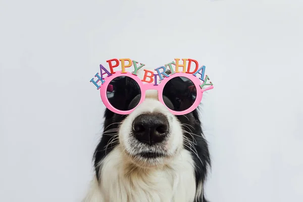 Happy Birthday party concept. Funny cute puppy dog border collie wearing birthday silly eyeglasses isolated on white background. Pet dog on Birthday day