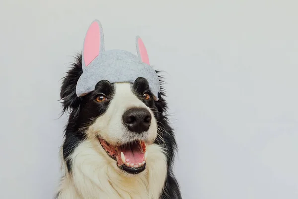Καλό Πάσχα Προετοιμασία Για Διακοπές Χαριτωμένο Αστείο Κουτάβι Σκυλί Συνόρων — Φωτογραφία Αρχείου