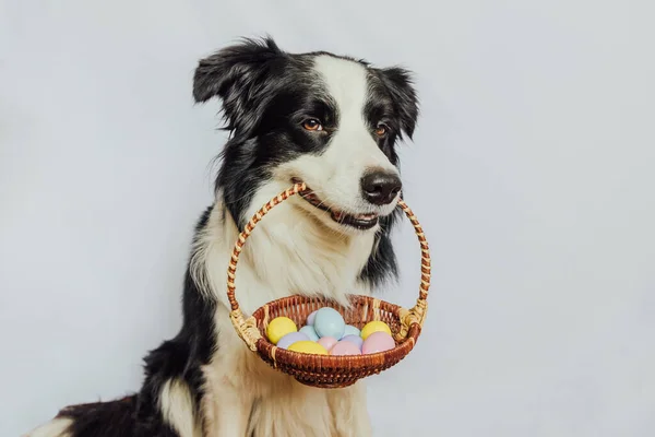 Καλό Πάσχα Προετοιμασία Για Διακοπές Χαριτωμένο Κουτάβι Σκυλί Συνόρων Collie — Φωτογραφία Αρχείου