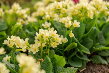 Paskalya konsepti. Bahar zamanı çiçek tarhında sarı çiçekli Primula. İlham verici doğal çiçek baharı ya da çiçek açan yaz bahçesi ya da park. Merhaba bahar.