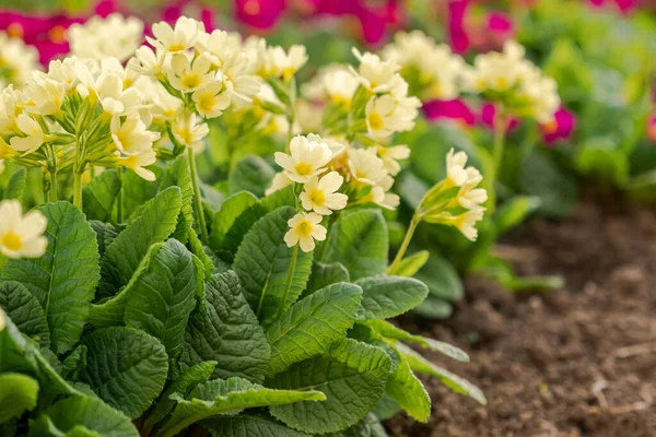 Velikonoční Koncept Primrose Primula Žlutými Květy Záhonu Jaře Inspirativní Přírodní — Stock fotografie