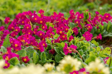 Paskalya konsepti. Bahar zamanı çiçek tarhında sarı ve pembe çiçekli Primula. İlham verici doğal çiçek baharı ya da çiçek açan yaz bahçesi ya da park. Merhaba bahar.
