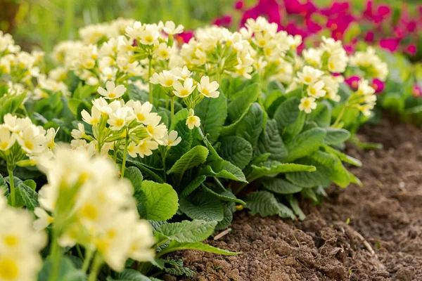 Velikonoční Koncept Primrose Primula Žlutými Květy Záhonu Jaře Inspirativní Přírodní — Stock fotografie