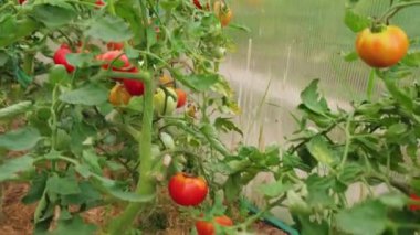Bahçıvanlık ve tarım kavramı. Serada yetişen taze organik kırmızı domatesler. Sera ürünleri. Sebzeli vejetaryen ev yapımı gıda üretimi