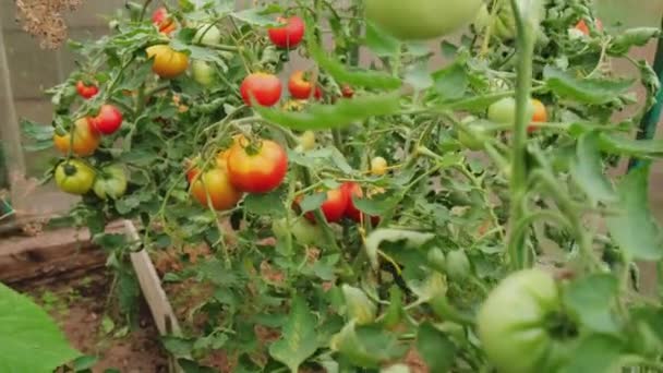 Koncepcja Ogrodnictwa Rolnictwa Świeże Dojrzałe Organiczne Czerwone Pomidory Rosnące Szklarni — Wideo stockowe
